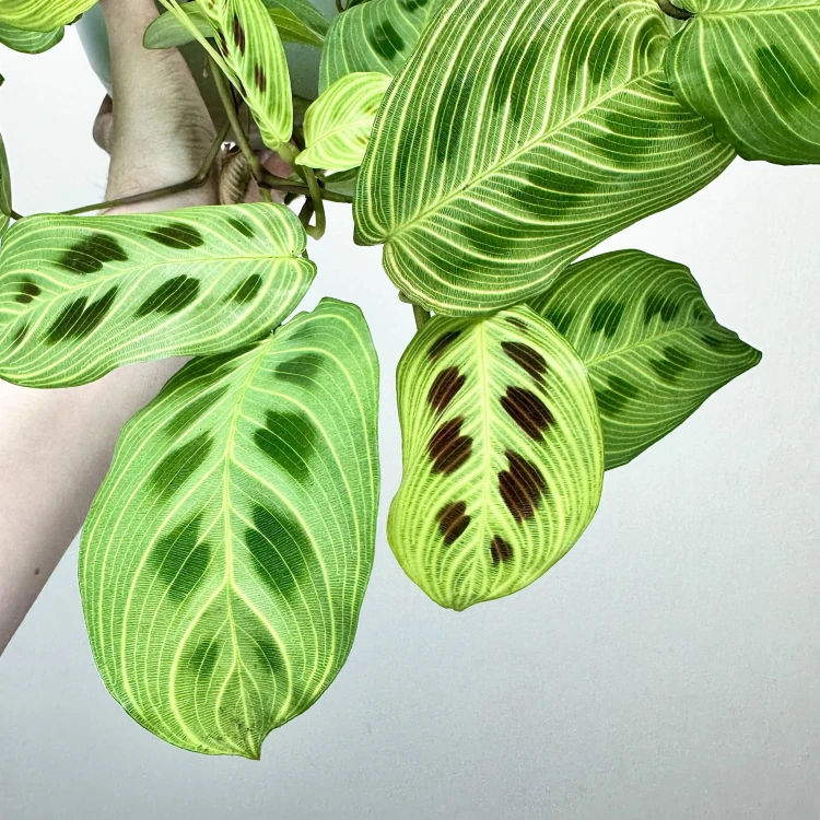 Maranta Light Veins P19 wisząca #4