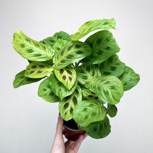 Maranta Light Veins P12 #1