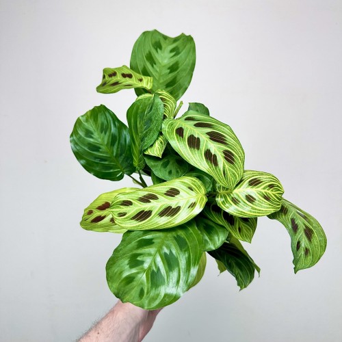 Maranta Light Veins P12 #2