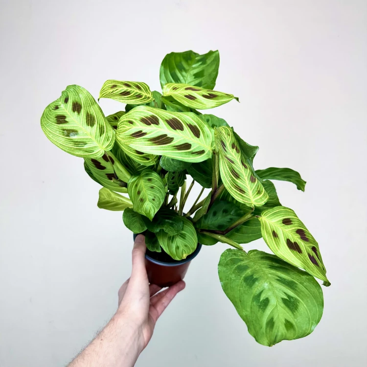 Maranta Light Veins P12 #3