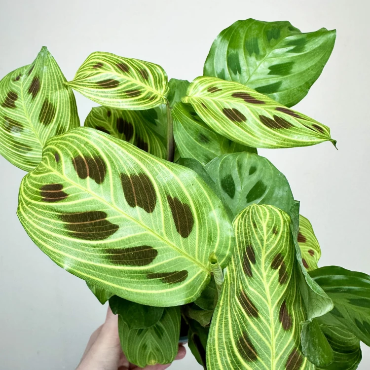 Maranta Light Veins P12 #4