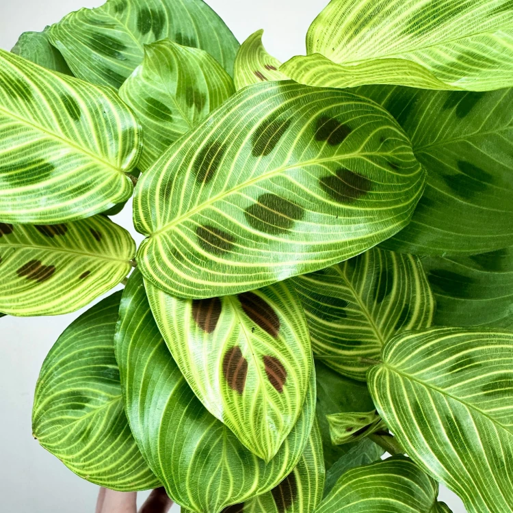 Maranta Light Veins P12 #5