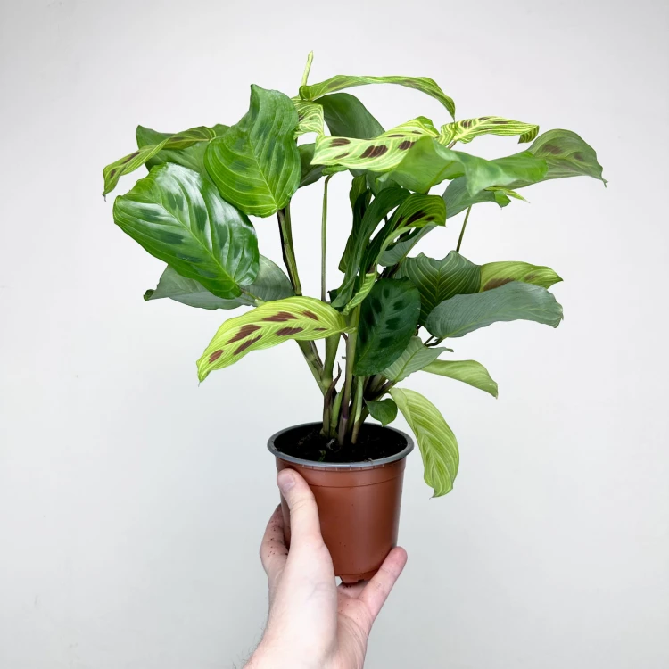 Maranta Light Veins P12 #6