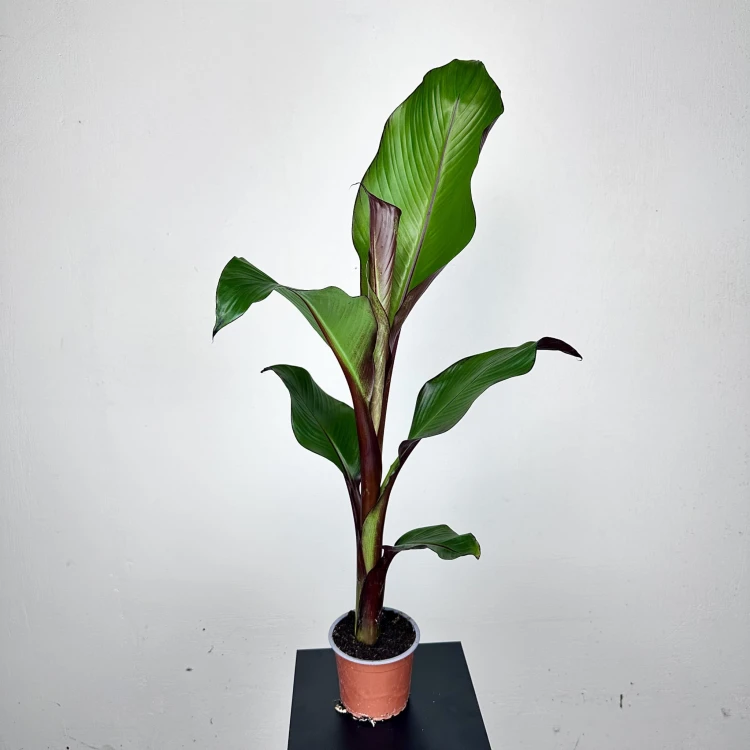 Bananowiec Ensete Maurelli P12 #1