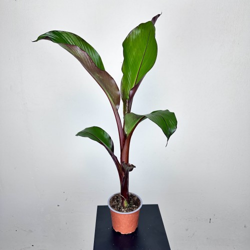 Bananowiec Ensete Maurelli P12 #2