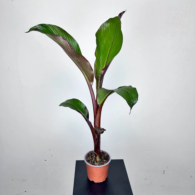 Bananowiec Ensete Maurelli P12 #2