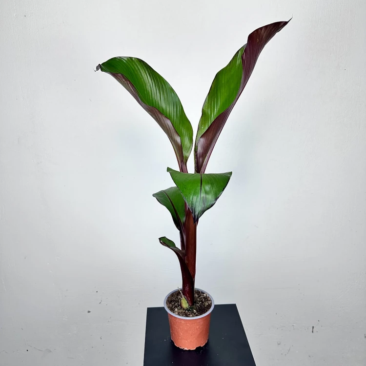 Bananowiec Ensete Maurelli P12 #3