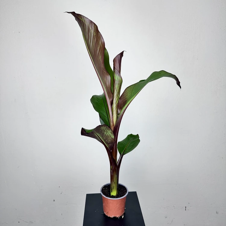 Bananowiec Ensete Maurelli P12 #4
