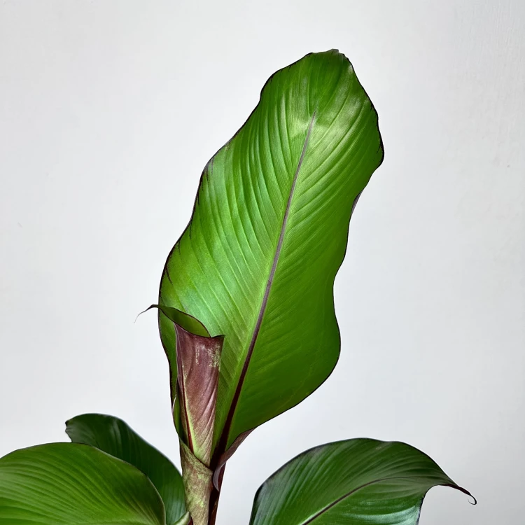 Bananowiec Ensete Maurelli P12 #5