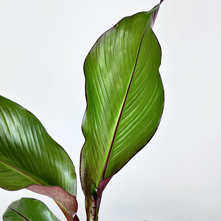 Bananowiec Ensete Maurelli P12 #6
