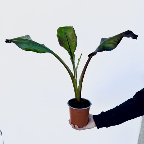 Bananowiec Ensete Maurelli P14 #1