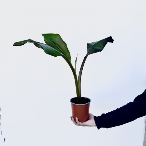 Bananowiec Ensete Maurelli P14 #2
