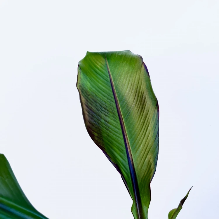 Bananowiec Ensete Maurelli P14 #4