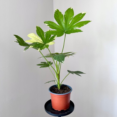 Fatsia Japonica Variegata Facja Japońska P17 #1