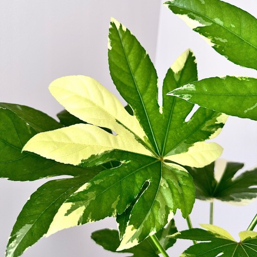 Fatsia Japonica Variegata Facja Japońska P17 #2