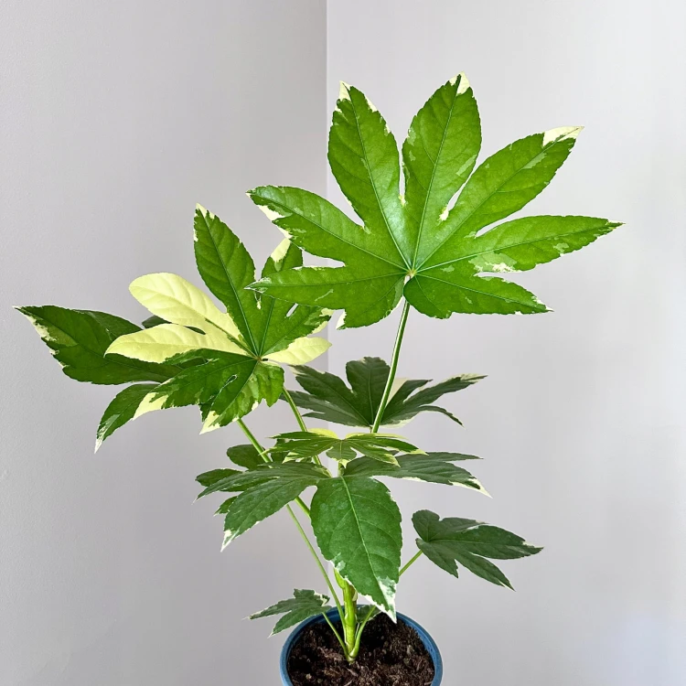 Fatsia Japonica Variegata Facja Japońska P17 #3