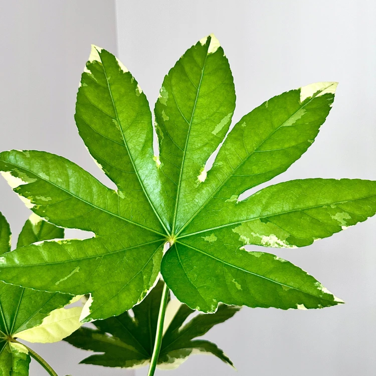 Fatsia Japonica Variegata Facja Japońska P17 #4