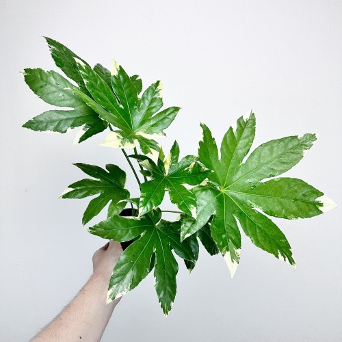 Fatsia Japonica Variegata Facja Japońska P9 #1