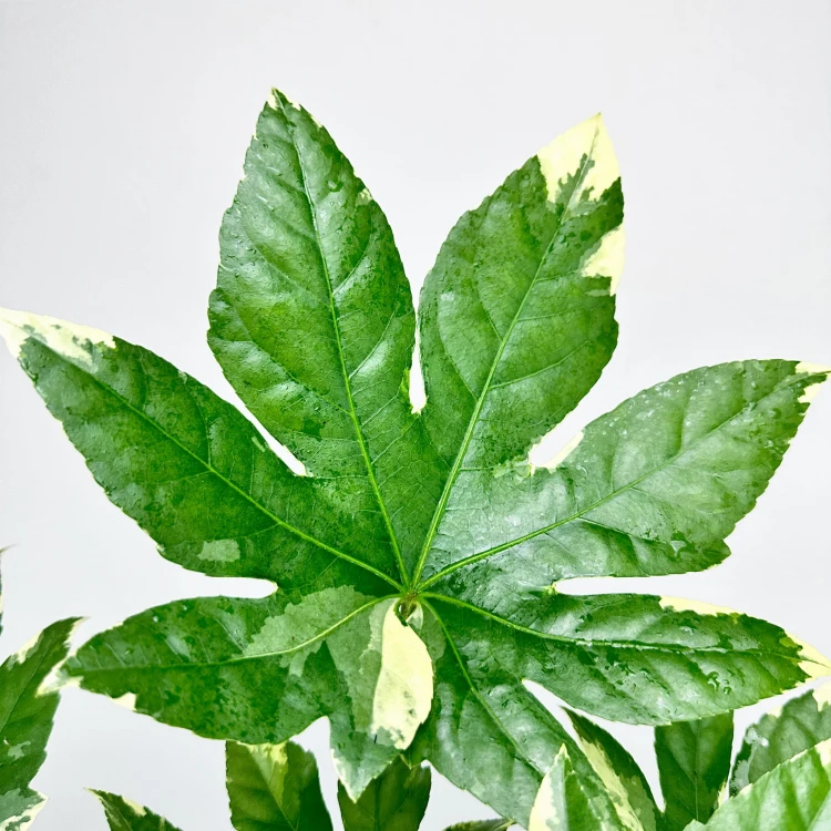 Fatsia Japonica Variegata Facja Japońska P9 #2