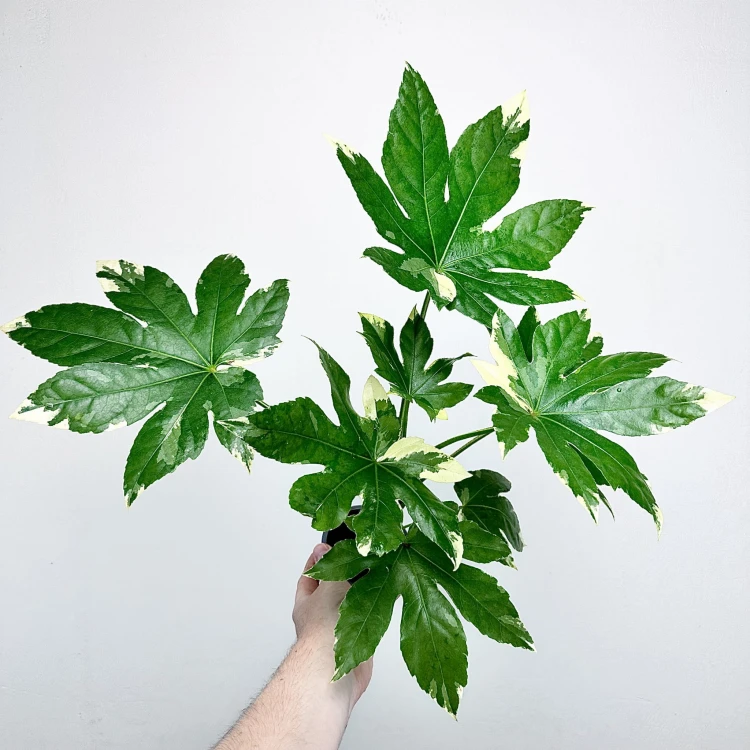 Fatsia Japonica Variegata Facja Japońska P9 #3