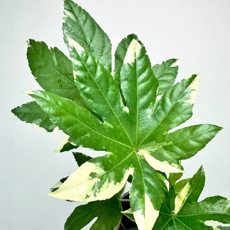 Fatsia Japonica Variegata Facja Japońska P9 #4