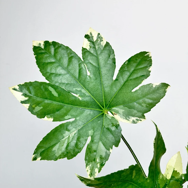Fatsia Japonica Variegata Facja Japońska P9 #5