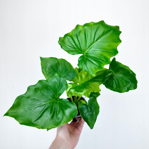 Philodendron Shangri La Filodendron P9 #1