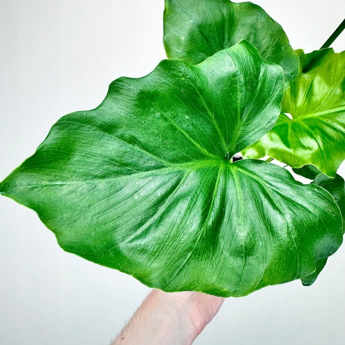 Philodendron Shangri La Filodendron P9 #2