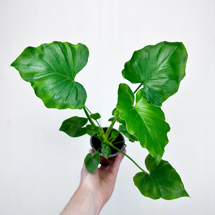 Philodendron Shangri La Filodendron P9 #3