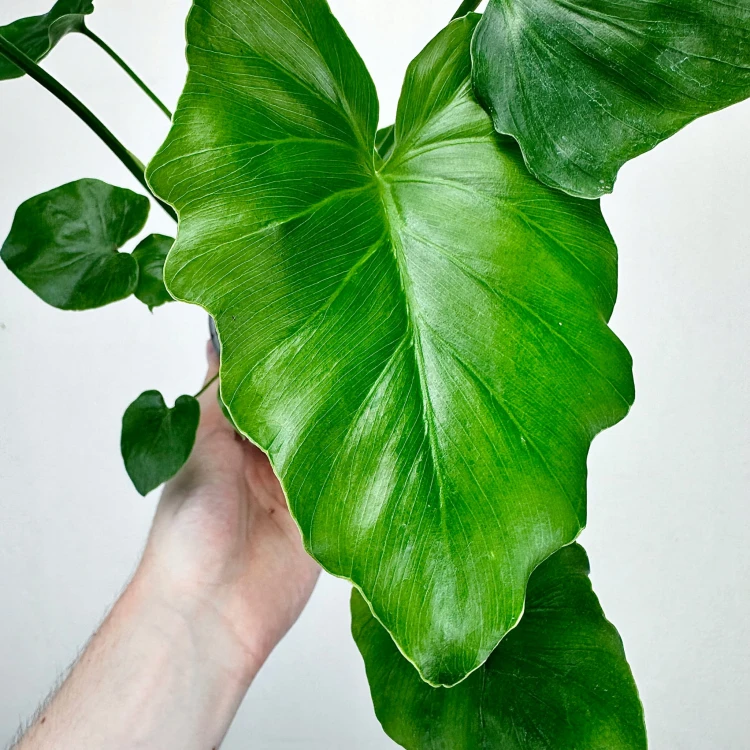 Philodendron Shangri La Filodendron P9 #4