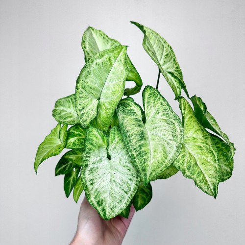 Syngonium White Butterfly P9 #1