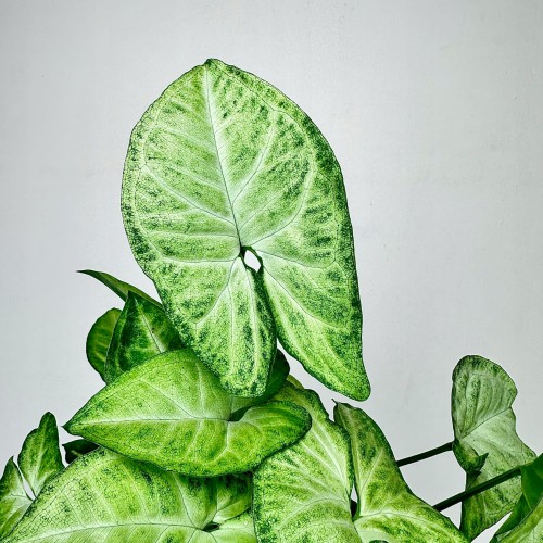 Syngonium White Butterfly P9 #2