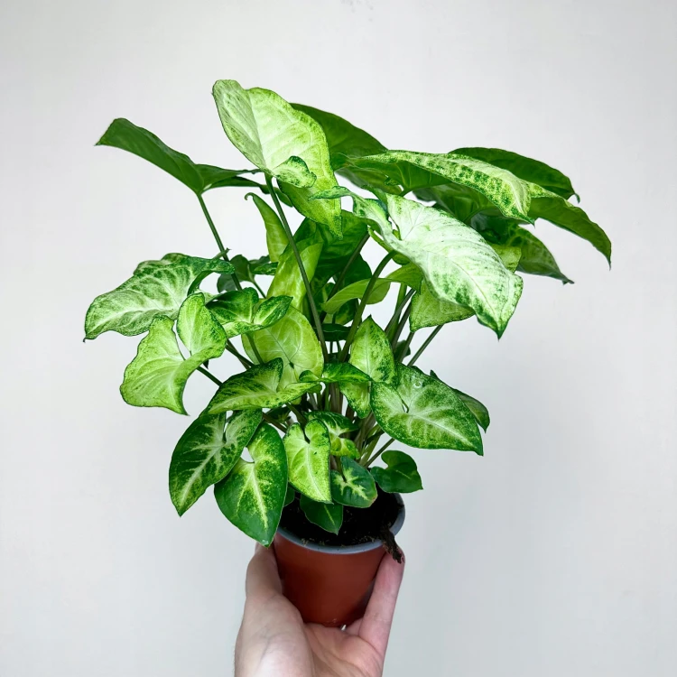 Syngonium White Butterfly P9 #3