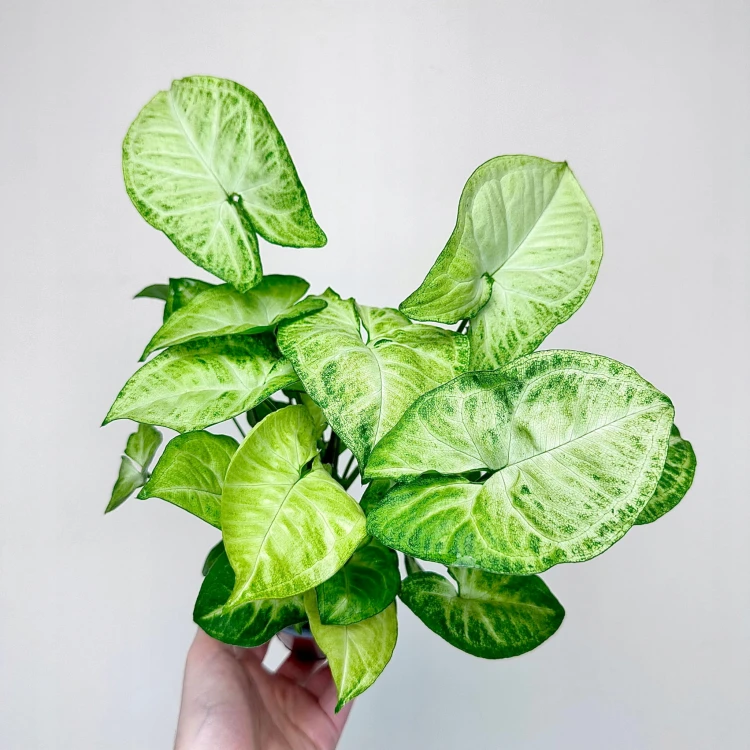 Syngonium White Butterfly P9 #4
