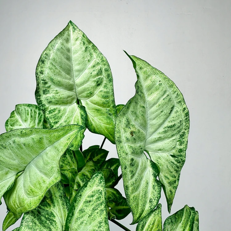 Syngonium White Butterfly P9 #5