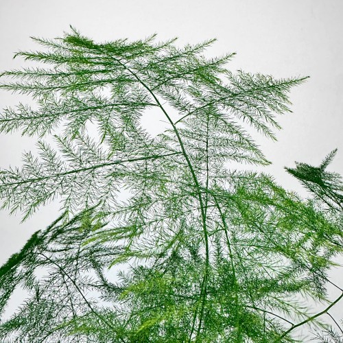 Asparagus Plumosus Nanus Szparag Pierzasty P9 #2