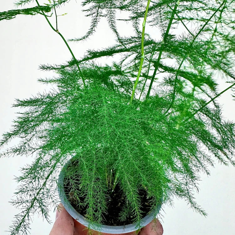 Asparagus Plumosus Nanus Szparag Pierzasty P9 #4