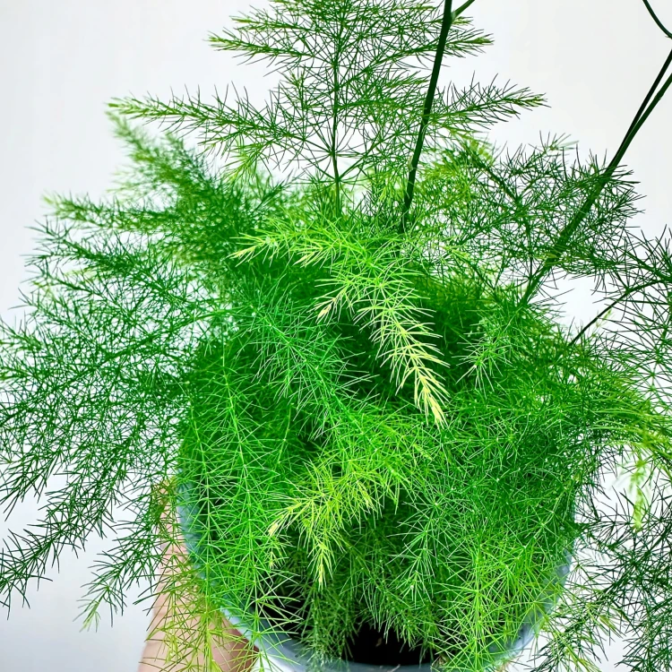 Asparagus Plumosus Nanus Szparag Pierzasty P9 #5