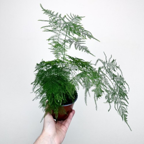 Asparagus Plumosus Nanus Szparag Pierzasty P12 #1