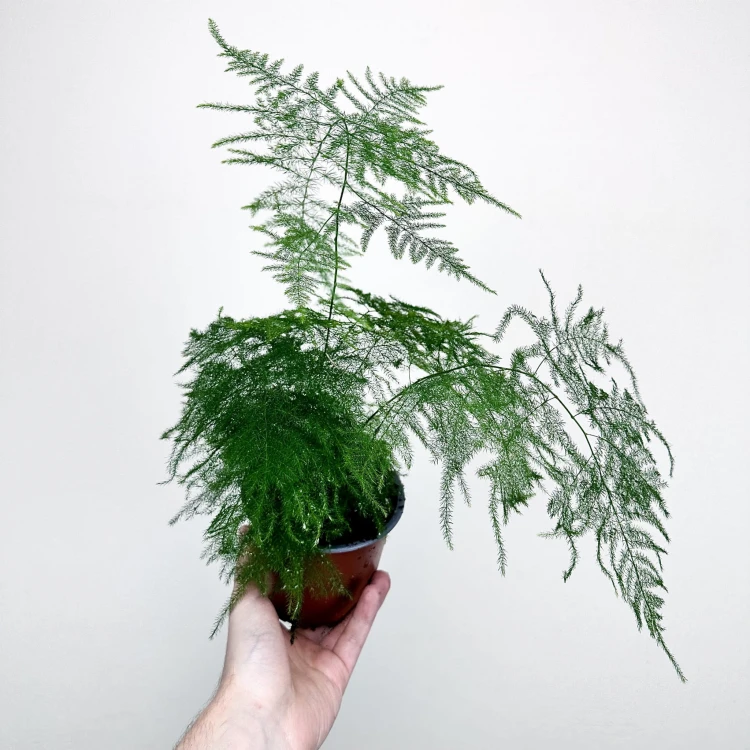 Asparagus Plumosus Nanus Szparag Pierzasty P12 #1