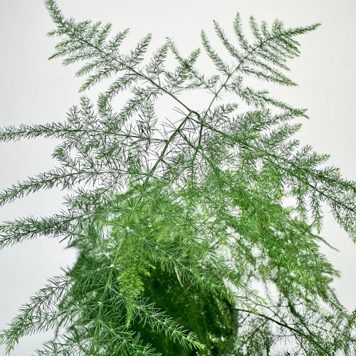 Asparagus Plumosus Nanus Szparag Pierzasty P12 #2
