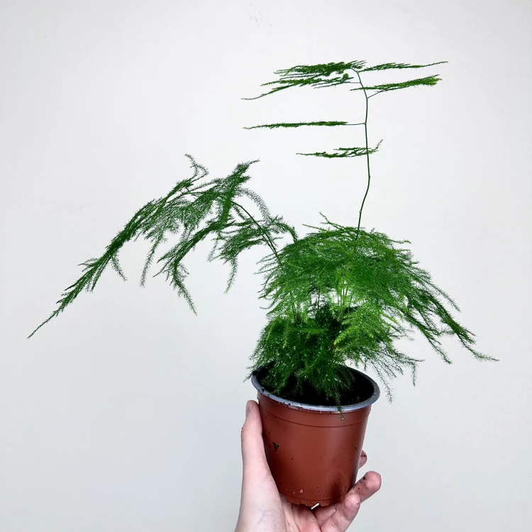 Asparagus Plumosus Nanus Szparag Pierzasty P12 #3