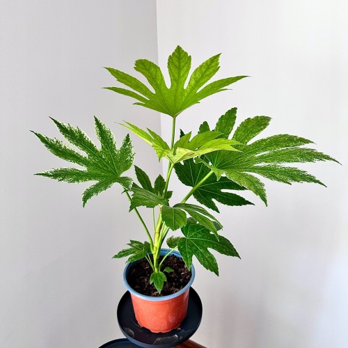 Fatsia Japonica Spider's Web Facja Japońska P17 #1