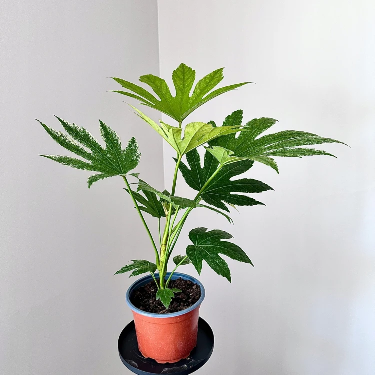 Fatsia Japonica Spider's Web Facja Japońska P17 #3