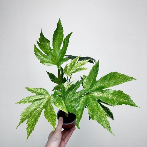 Fatsia Japonica Spider's Web Facja Japońska P9 #1