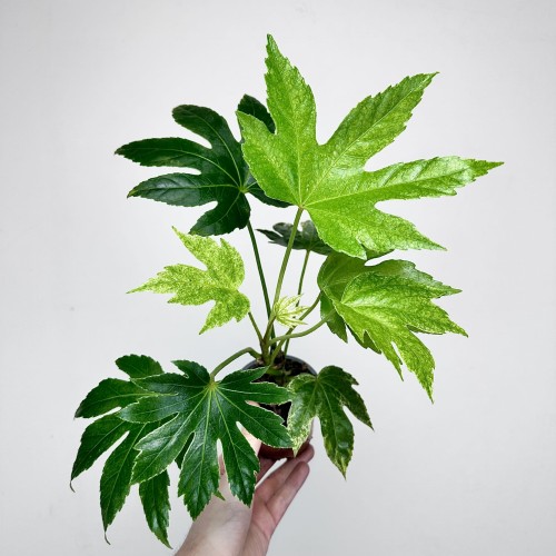 Fatsia Japonica Spider's Web Facja Japońska P9 #2