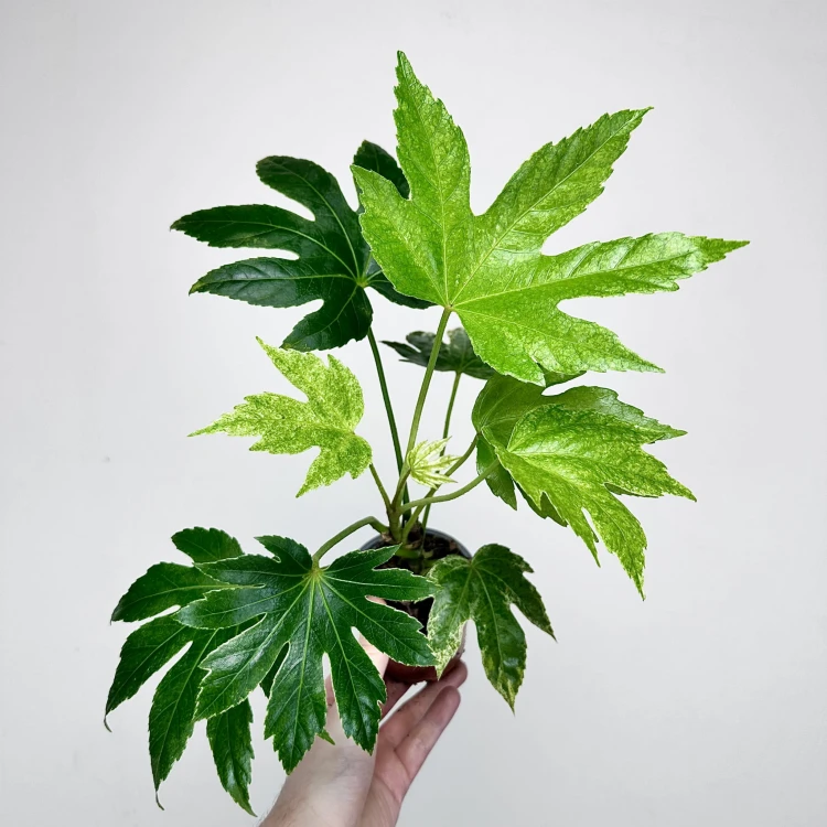 Fatsia Japonica Spider's Web Facja Japońska P9 #2