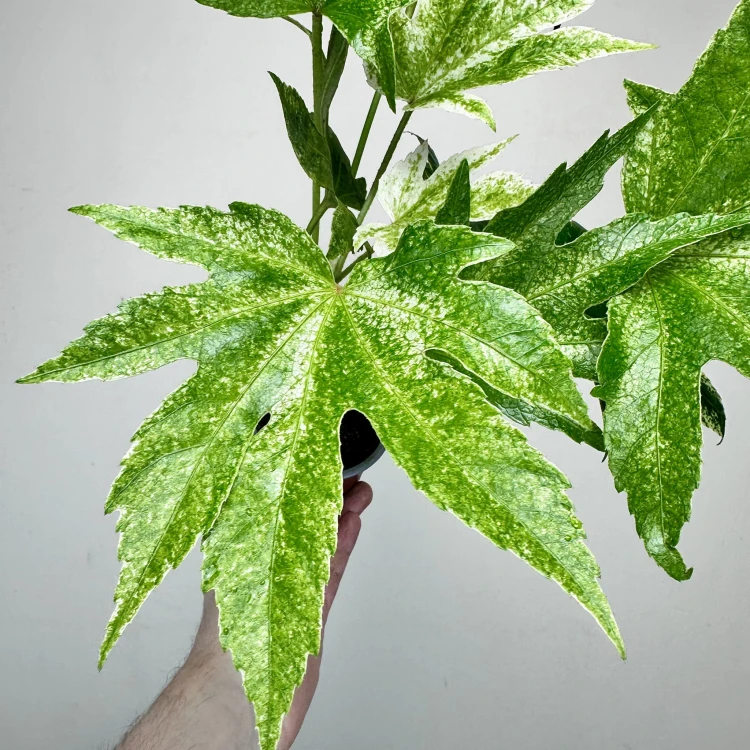 Fatsia Japonica Spider's Web Facja Japońska P9 #4