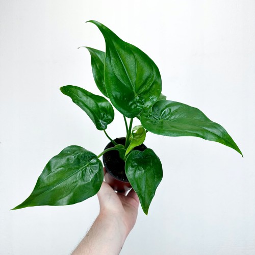 Alocasia Cucullata Alokazja P11 #1