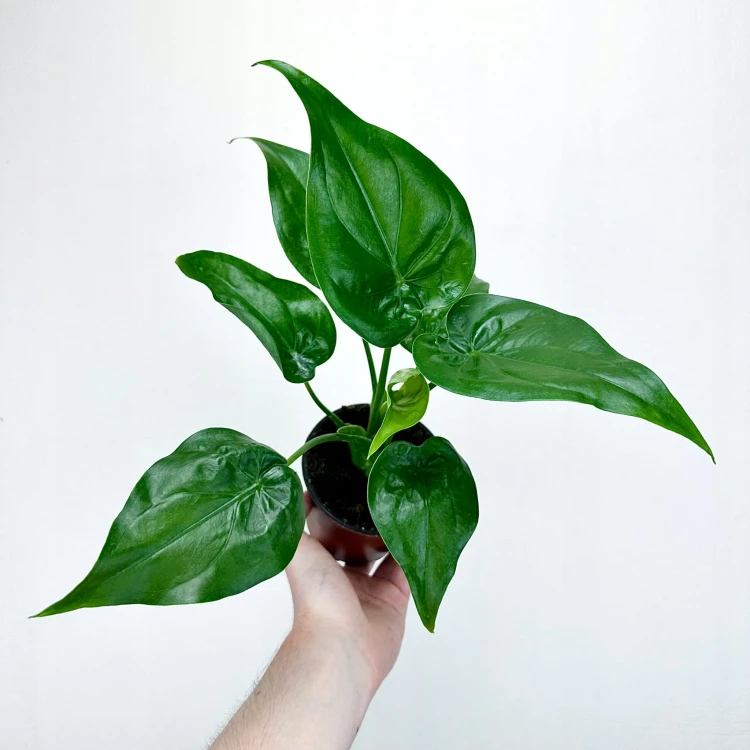 Alocasia Cucullata Alokazja P11 #1